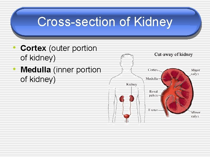 Cross-section of Kidney • Cortex (outer portion • of kidney) Medulla (inner portion of