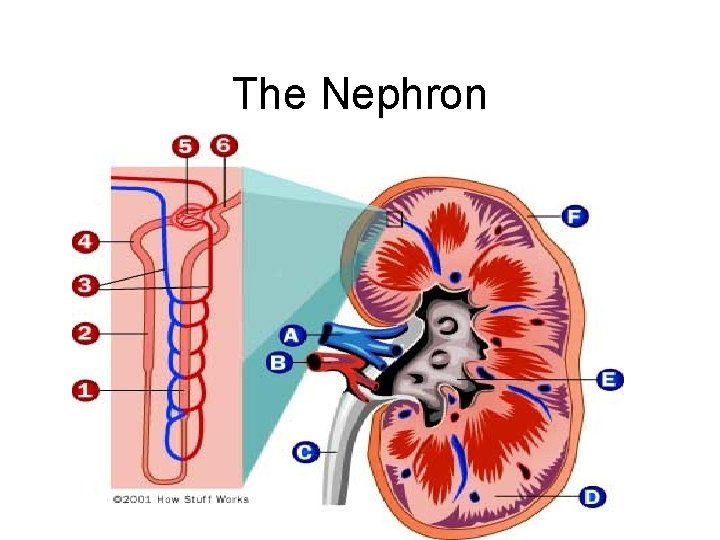 The Nephron 