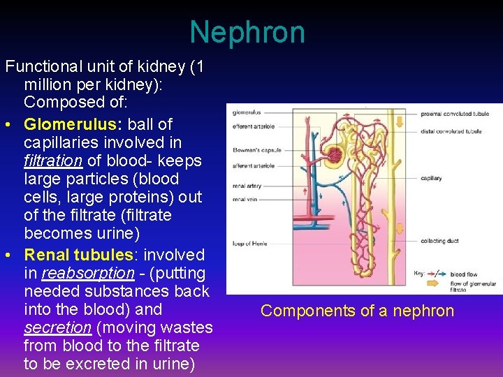 Nephron Functional unit of kidney (1 million per kidney): Composed of: • Glomerulus: ball