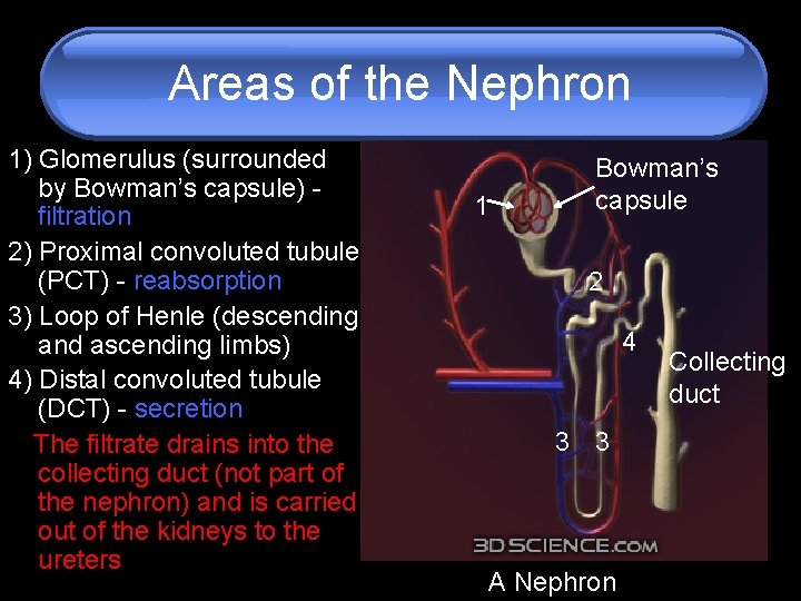 Areas of the Nephron 1) Glomerulus (surrounded by Bowman’s capsule) filtration 2) Proximal convoluted