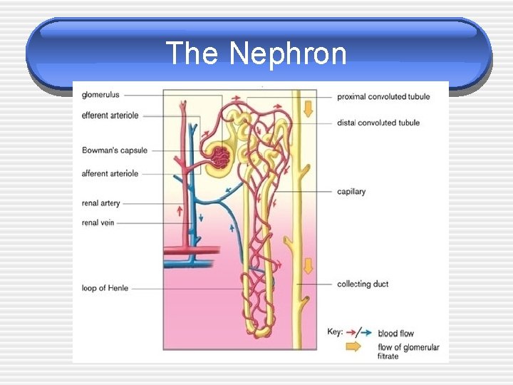 The Nephron 