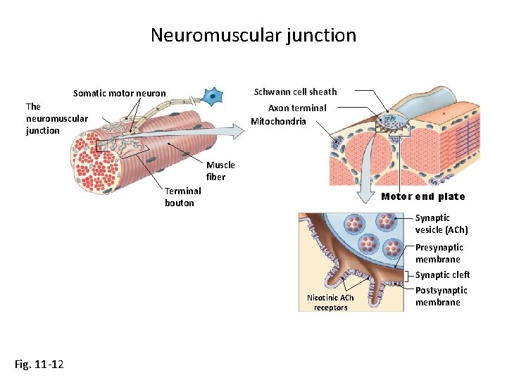 Neuromuscular junction Schwann cell sheath Somatic motor neuron The neuromuscular junction Axon terminal Mitochondria