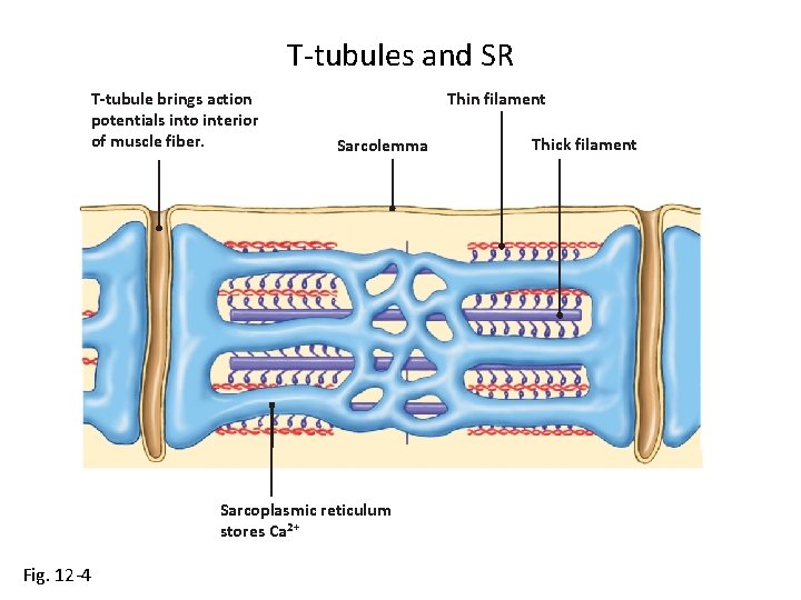 T-tubules and SR T-tubule brings action potentials into interior of muscle fiber. Thin filament