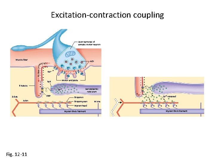 Excitation-contraction coupling Axon terminal of somatic motor neuron Muscle fiber ACh Na+ Ry. R