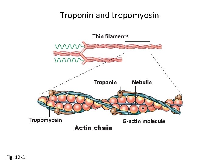 Troponin and tropomyosin Thin filaments Troponin Tropomyosin Fig. 12 -3 Actin chain Nebulin G-actin