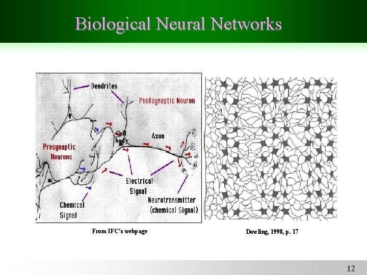 Biological Neural Networks Cell body From IFC’s webpage Dowling, 1998, p. 17 12 