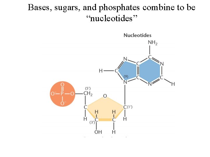 Bases, sugars, and phosphates combine to be “nucleotides” 