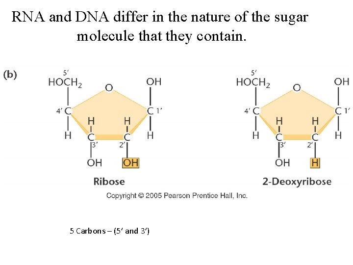 RNA and DNA differ in the nature of the sugar molecule that they contain.