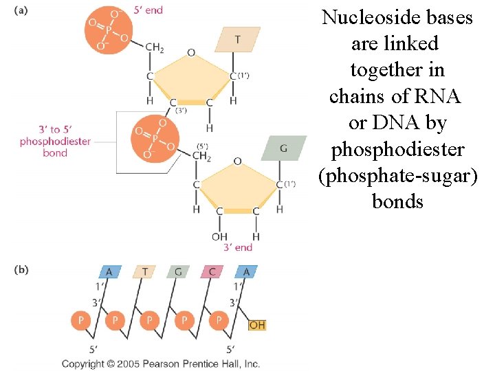 Nucleoside bases are linked together in chains of RNA or DNA by phosphodiester (phosphate-sugar)