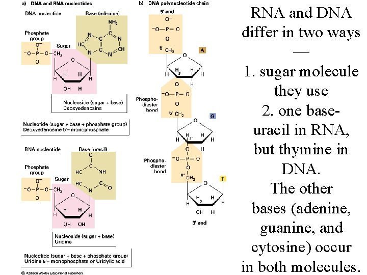 RNA and DNA differ in two ways — 1. sugar molecule they use 2.