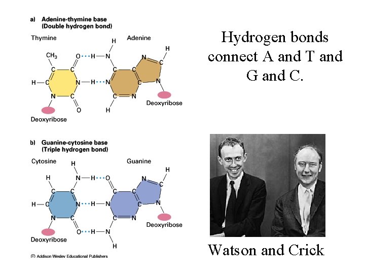 Hydrogen bonds connect A and T and G and C. Watson and Crick 