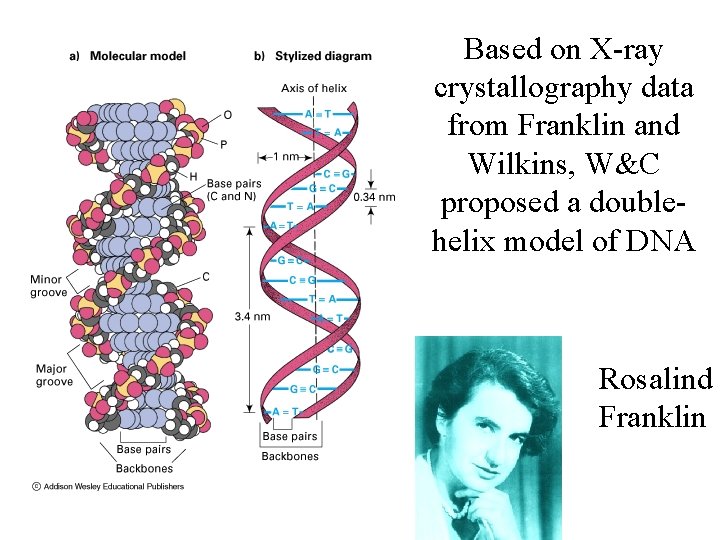 Based on X-ray crystallography data from Franklin and Wilkins, W&C proposed a doublehelix model