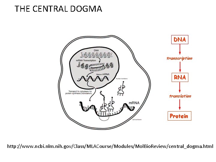 THE CENTRAL DOGMA http: //www. ncbi. nlm. nih. gov/Class/MLACourse/Modules/Mol. Bio. Review/central_dogma. html 