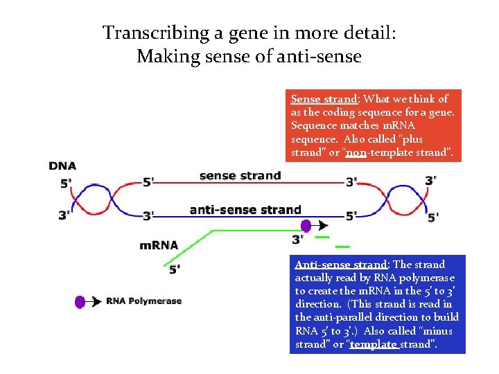 Transcribing a gene in more detail: Making sense of anti-sense Sense strand: What we