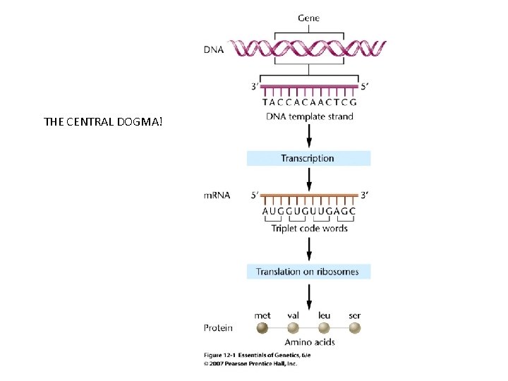 THE CENTRAL DOGMA! 