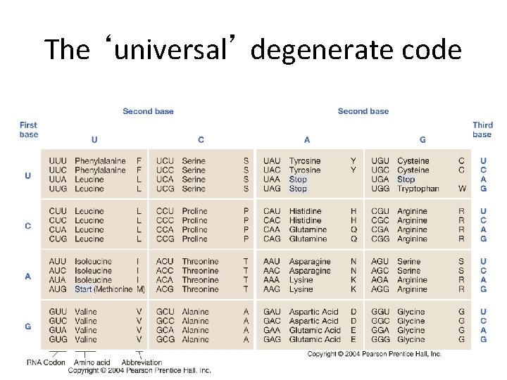 The ‘universal’ degenerate code 