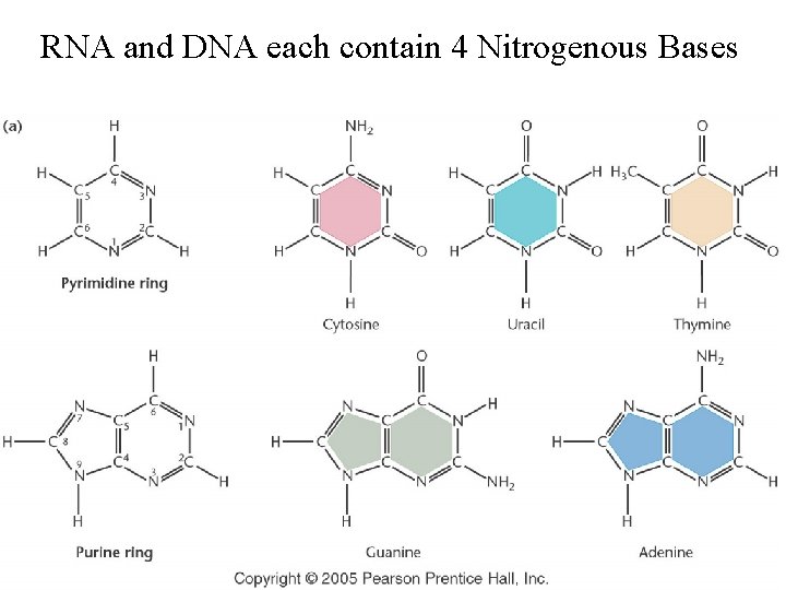 RNA and DNA each contain 4 Nitrogenous Bases 