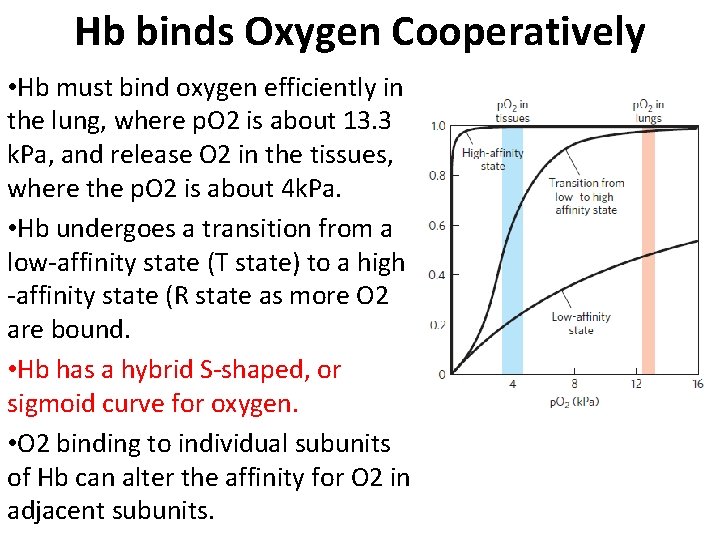 Hb binds Oxygen Cooperatively • Hb must bind oxygen efficiently in the lung, where