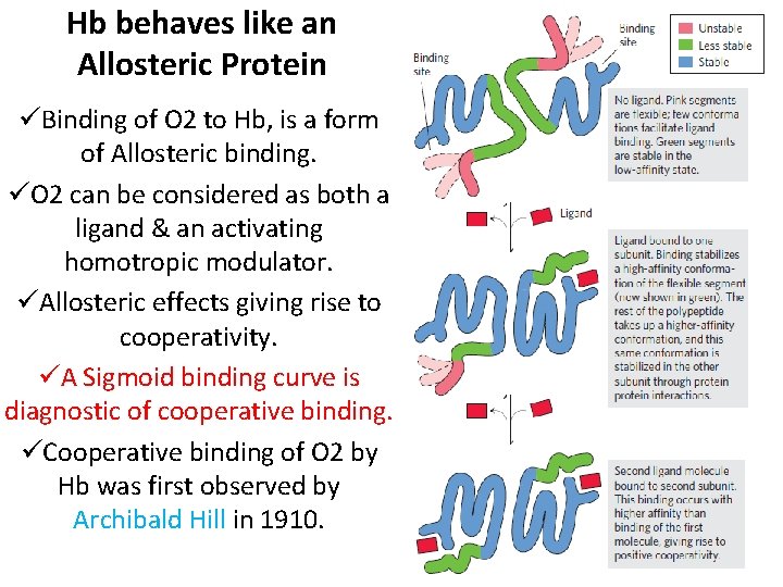 Hb behaves like an Allosteric Protein üBinding of O 2 to Hb, is a