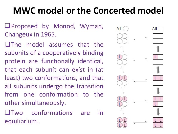 MWC model or the Concerted model q. Proposed by Monod, Wyman, Changeux in 1965.