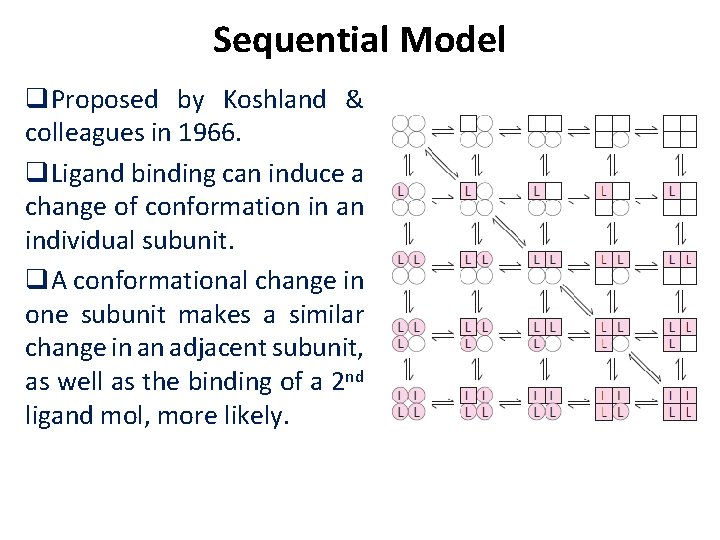 Sequential Model q. Proposed by Koshland & colleagues in 1966. q. Ligand binding can