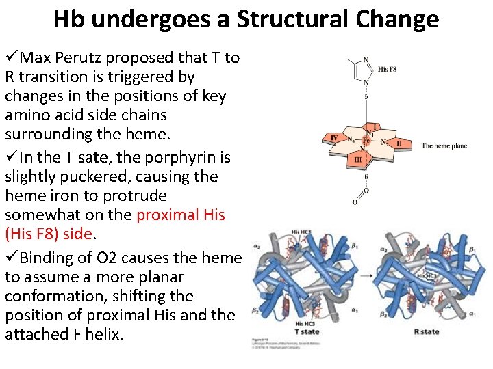 Hb undergoes a Structural Change üMax Perutz proposed that T to R transition is