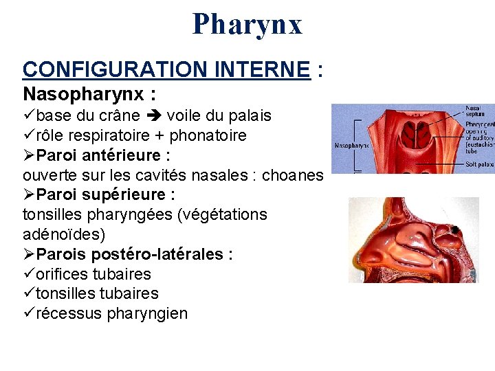 Pharynx CONFIGURATION INTERNE : Nasopharynx : übase du crâne voile du palais ürôle respiratoire