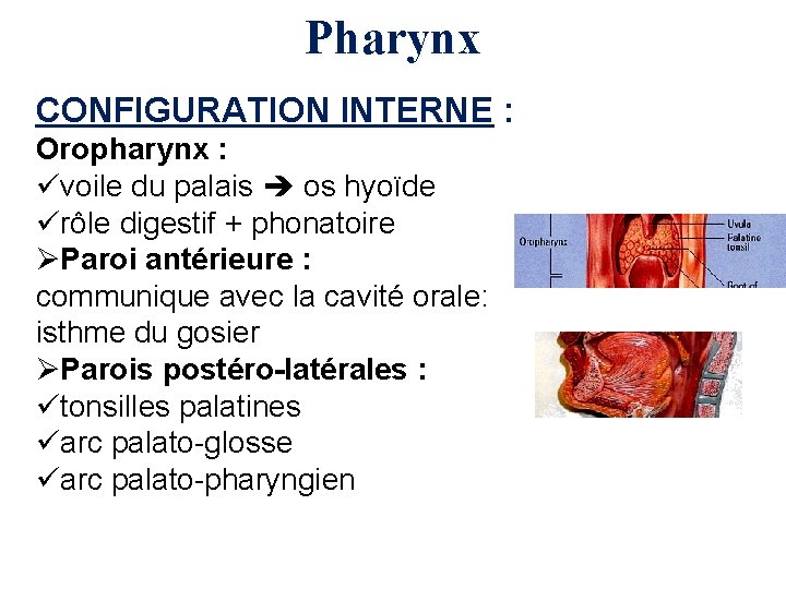 Pharynx CONFIGURATION INTERNE : Oropharynx : üvoile du palais os hyoïde ürôle digestif +