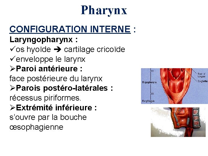 Pharynx CONFIGURATION INTERNE : Laryngopharynx : üos hyoïde cartilage cricoïde üenveloppe le larynx ØParoi