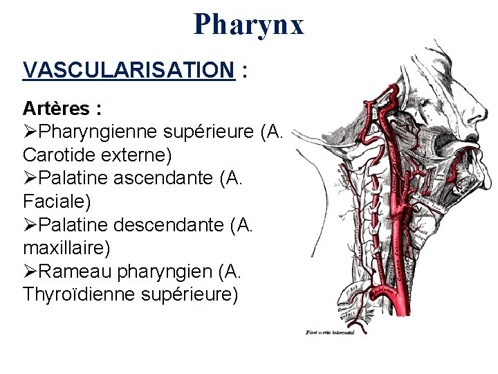 Pharynx VASCULARISATION : Artères : ØPharyngienne supérieure (A. Carotide externe) ØPalatine ascendante (A. Faciale)