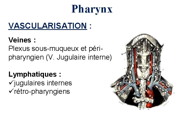 Pharynx VASCULARISATION : Veines : Plexus sous-muqueux et péripharyngien (V. Jugulaire interne) Lymphatiques :
