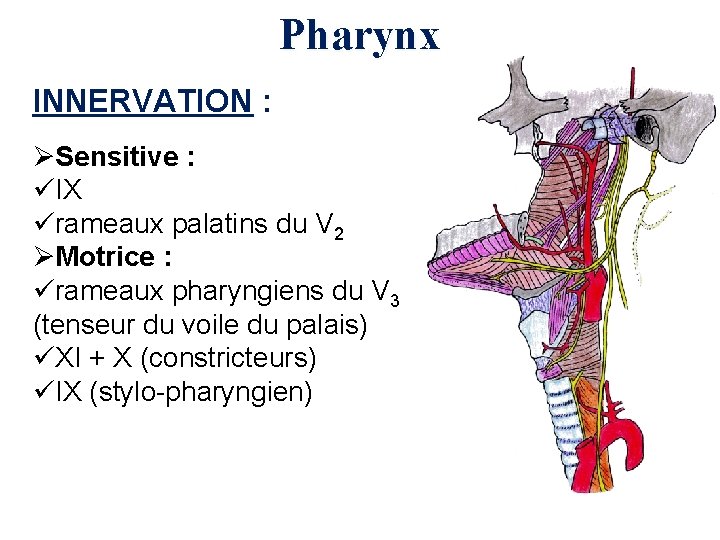Pharynx INNERVATION : ØSensitive : üIX ürameaux palatins du V 2 ØMotrice : ürameaux