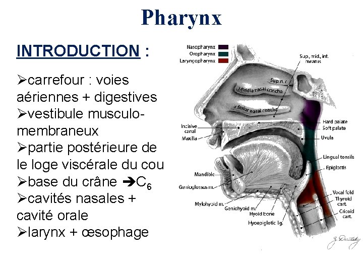 Pharynx INTRODUCTION : Øcarrefour : voies aériennes + digestives Øvestibule musculomembraneux Øpartie postérieure de