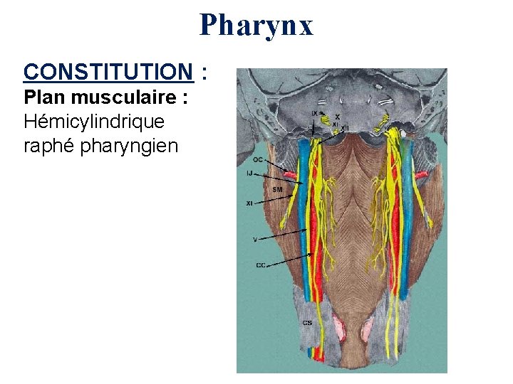 Pharynx CONSTITUTION : Plan musculaire : Hémicylindrique raphé pharyngien 
