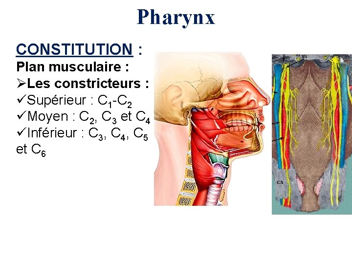 Pharynx CONSTITUTION : Plan musculaire : ØLes constricteurs : üSupérieur : C 1 -C