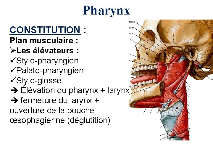 Pharynx CONSTITUTION : Plan musculaire : ØLes élévateurs : üStylo-pharyngien üPalato-pharyngien üStylo-glosse Élévation du