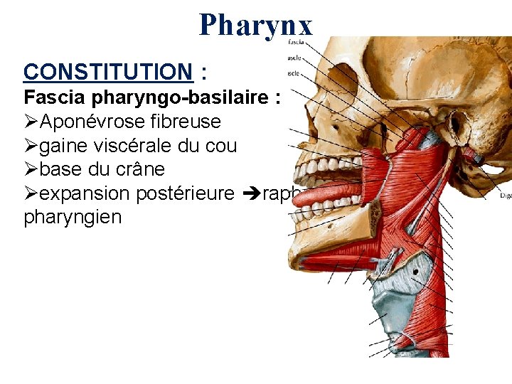 Pharynx CONSTITUTION : Fascia pharyngo-basilaire : ØAponévrose fibreuse Øgaine viscérale du cou Øbase du