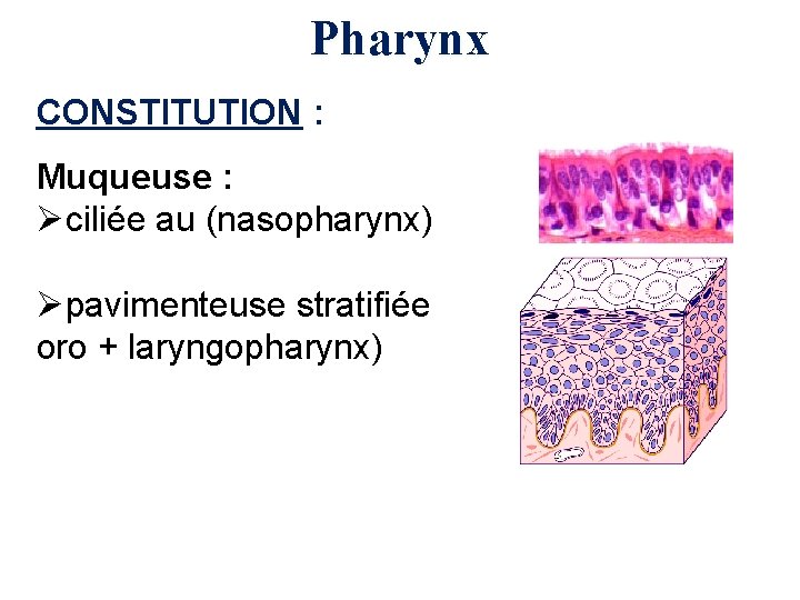 Pharynx CONSTITUTION : Muqueuse : Øciliée au (nasopharynx) Øpavimenteuse stratifiée oro + laryngopharynx) 