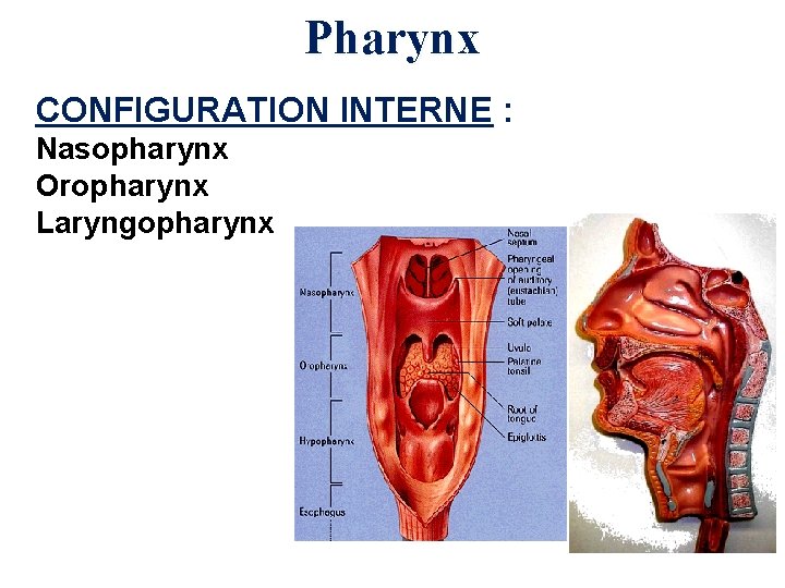 Pharynx CONFIGURATION INTERNE : Nasopharynx Oropharynx Laryngopharynx 