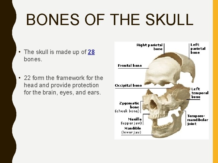 BONES OF THE SKULL • The skull is made up of 28 bones. •