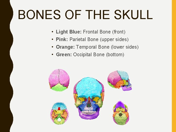 BONES OF THE SKULL • Light Blue: Frontal Bone (front) • Pink: Parietal Bone