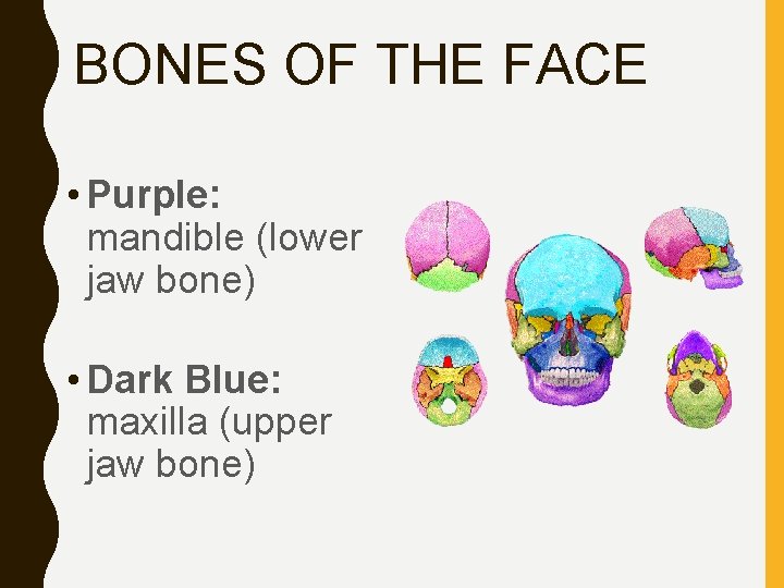 BONES OF THE FACE • Purple: mandible (lower jaw bone) • Dark Blue: maxilla