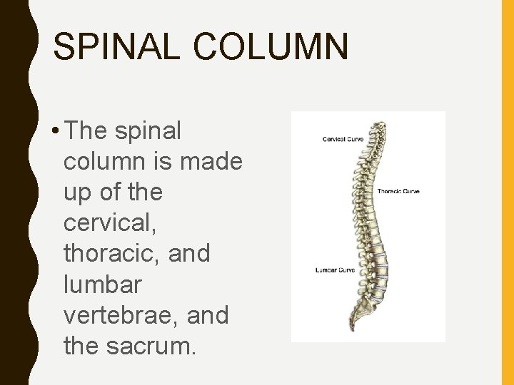 SPINAL COLUMN • The spinal column is made up of the cervical, thoracic, and