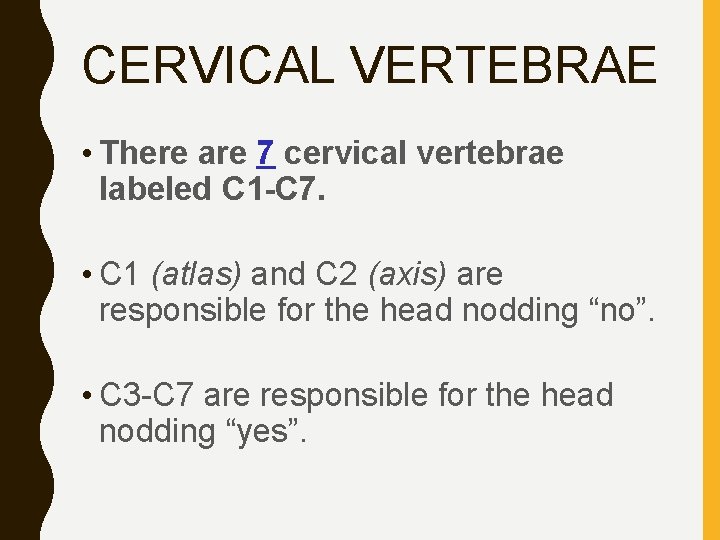 CERVICAL VERTEBRAE • There are 7 cervical vertebrae labeled C 1 -C 7. •