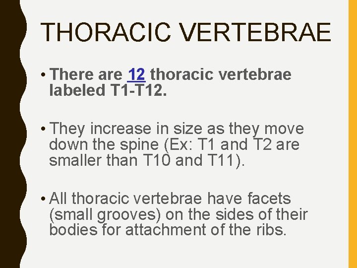 THORACIC VERTEBRAE • There are 12 thoracic vertebrae labeled T 1 -T 12. •