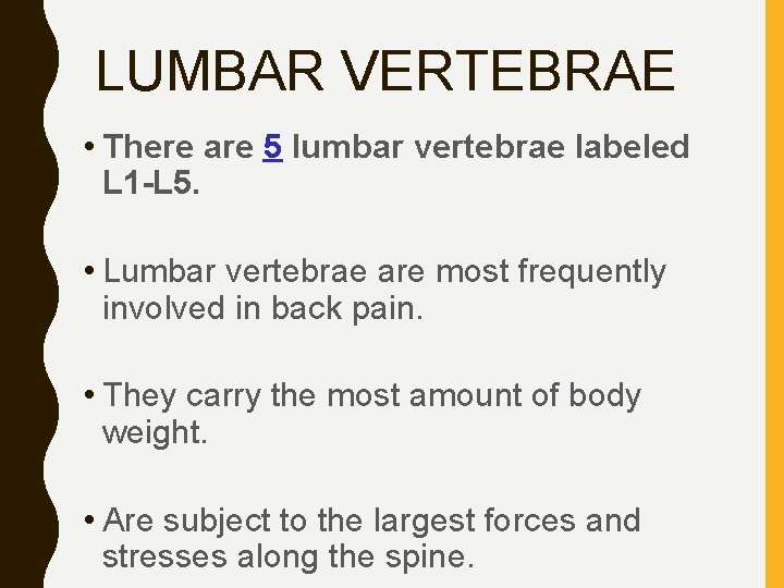 LUMBAR VERTEBRAE • There are 5 lumbar vertebrae labeled L 1 -L 5. •