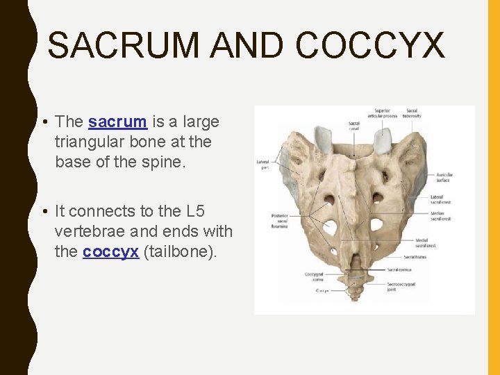 SACRUM AND COCCYX • The sacrum is a large triangular bone at the base