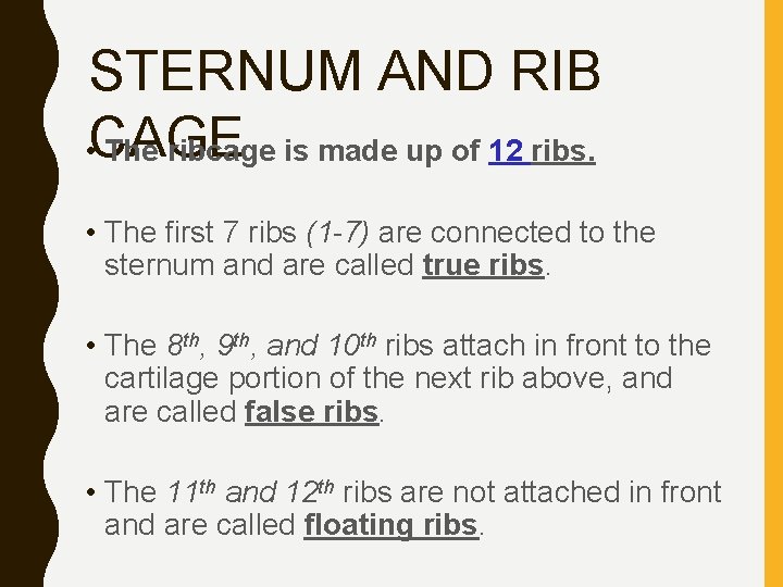 STERNUM AND RIB • CAGE The ribcage is made up of 12 ribs. •