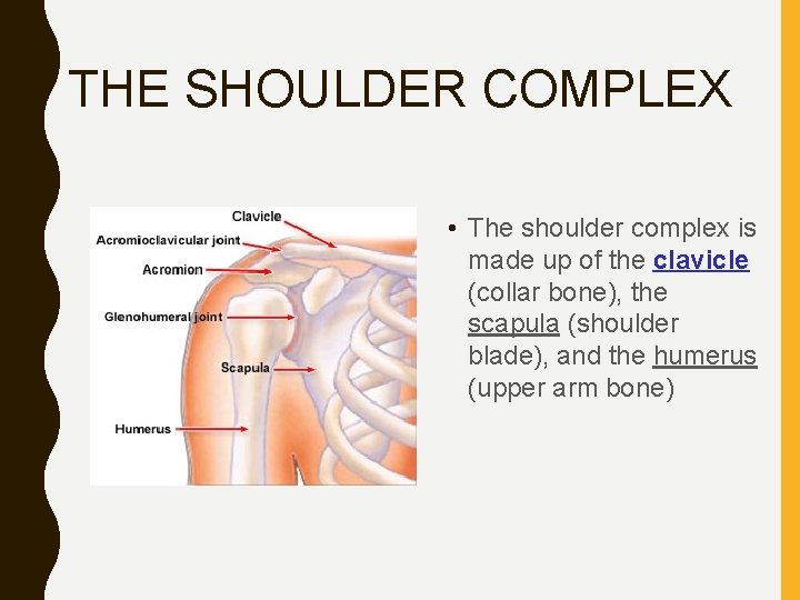 THE SHOULDER COMPLEX • The shoulder complex is made up of the clavicle (collar