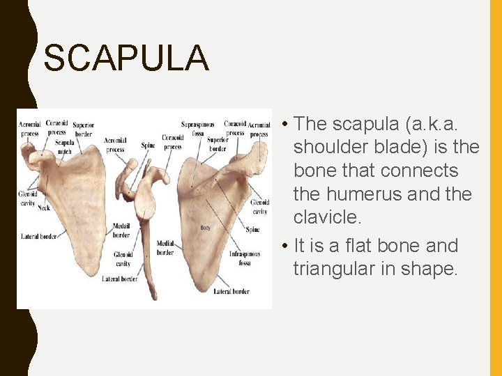 SCAPULA • The scapula (a. k. a. shoulder blade) is the bone that connects